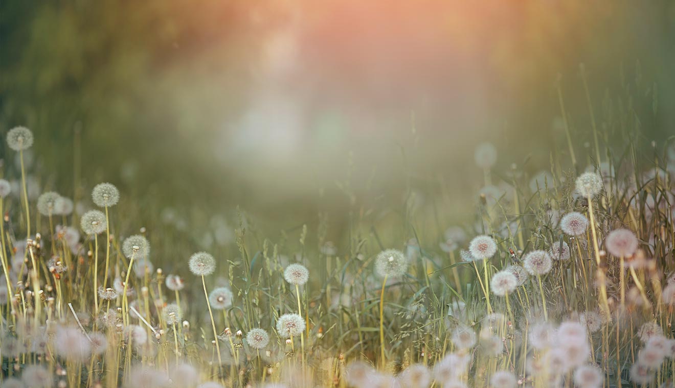 Soft-focus field of dandelions illuminated by warm evening light